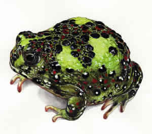 Crucifix on frog
