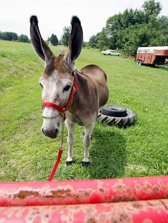 donkey
