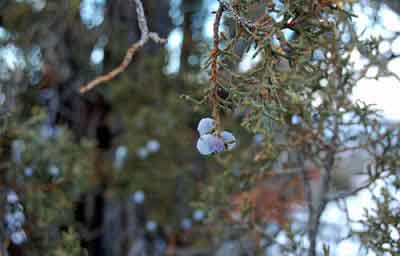 juniper-arches
